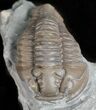 Bargain, Prone Flexicalymene Trilobite - Ohio #61041-2